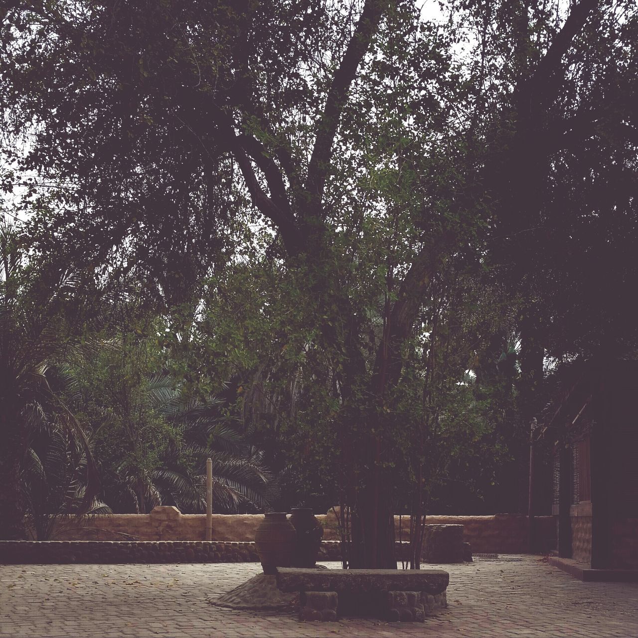 tree, tranquility, park - man made space, branch, growth, tranquil scene, bench, nature, tree trunk, sunlight, shadow, beauty in nature, scenics, park bench, empty, park, footpath, outdoors, day, absence