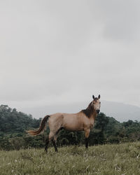 Side view of horse standing on field against sky