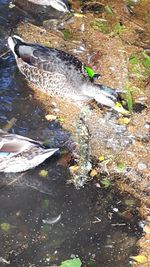 High angle view of crocodile in river