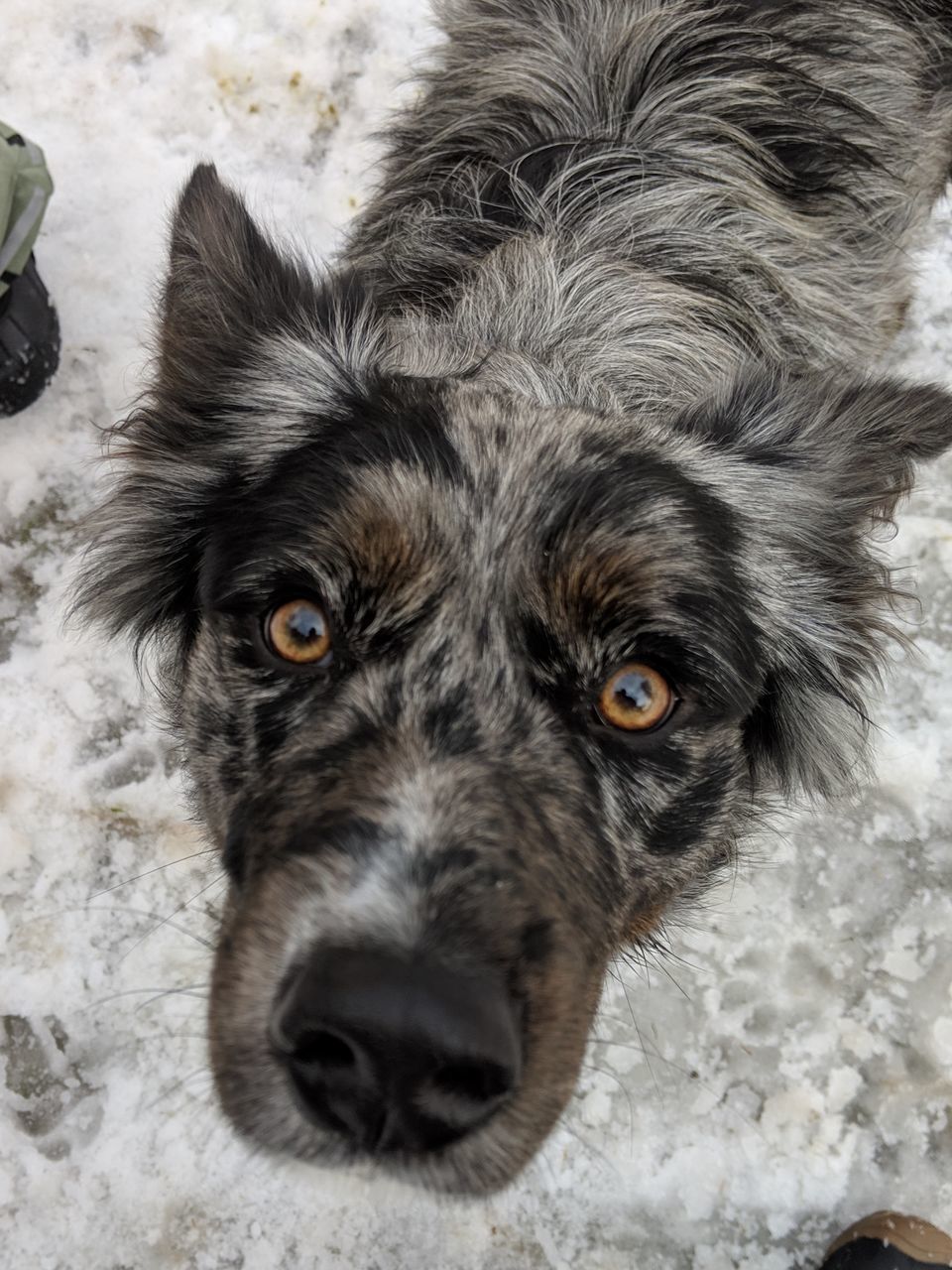 HIGH ANGLE PORTRAIT OF DOG RELAXING