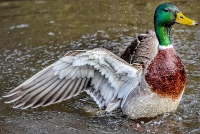 Close-up of mallard duck in lake