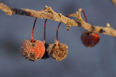 fruit