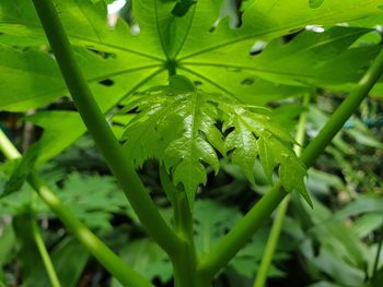 Close-up of insect on plant