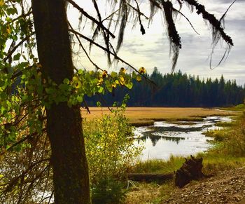 Scenic view of lake against trees in forest