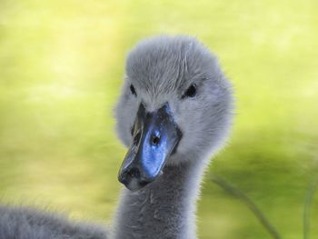 Close-up portrait of a bird