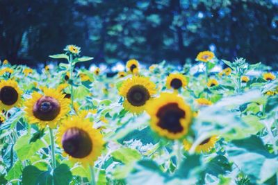 Close-up of yellow flowers