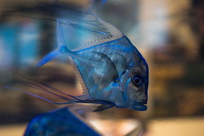 Close-up of fish swimming in tank