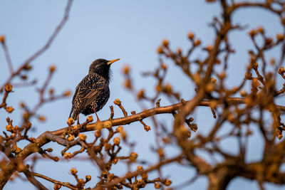 Low angle view of bird perching on branch