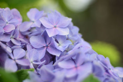 Close-up of purple hydrangea flowers in park