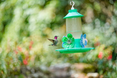 Bird flying over green feeder