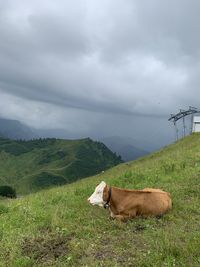 View of a horse on field