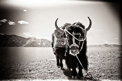 Portrait of horse standing on land