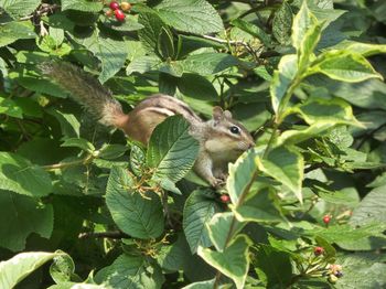 Squirrel on tree