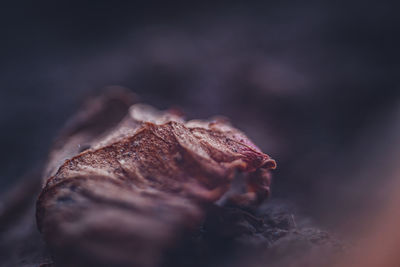 Close-up of dry leaf on rock