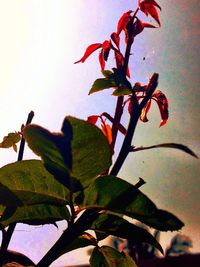 Low angle view of leaves