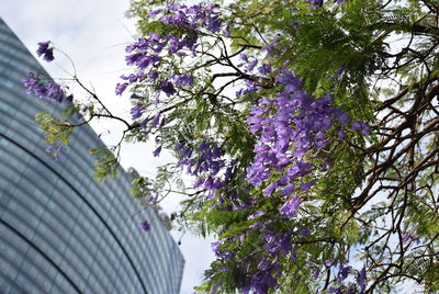 Low angle view of flowers against blue sky