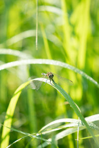 Close-up of insect on grass