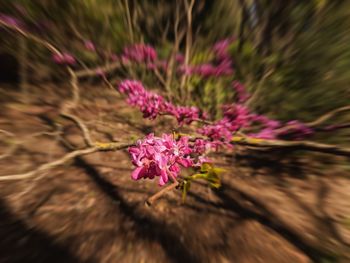 Close-up of pink flowering plant