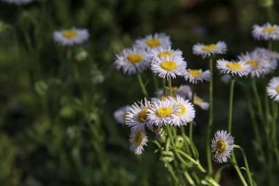 Close-up of white flowering plant on field