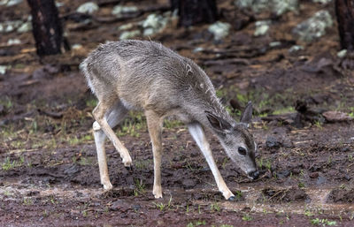 Deer standing on field