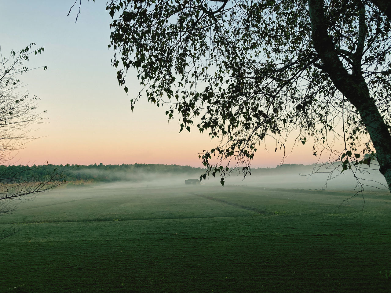 tree, plant, nature, morning, sky, beauty in nature, landscape, environment, scenics - nature, tranquility, grass, tranquil scene, land, sunlight, dawn, fog, field, rural scene, no people, silhouette, outdoors, non-urban scene, water, mist, idyllic, horizon, sunrise, green, sun, twilight, branch, agriculture, cloud, travel destinations