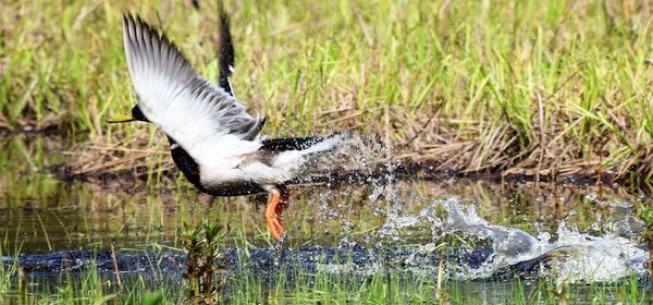 Mallard duck flying over pond