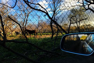 Bare trees on landscape