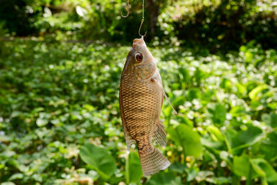 Fishing for tilapia in freshwater ponds filled with kale plants