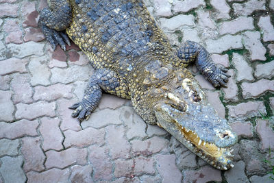High angle view of crocodile on wall