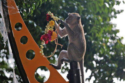 Low angle view of monkey on tree