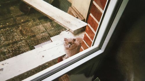 High angle portrait of cat on floor