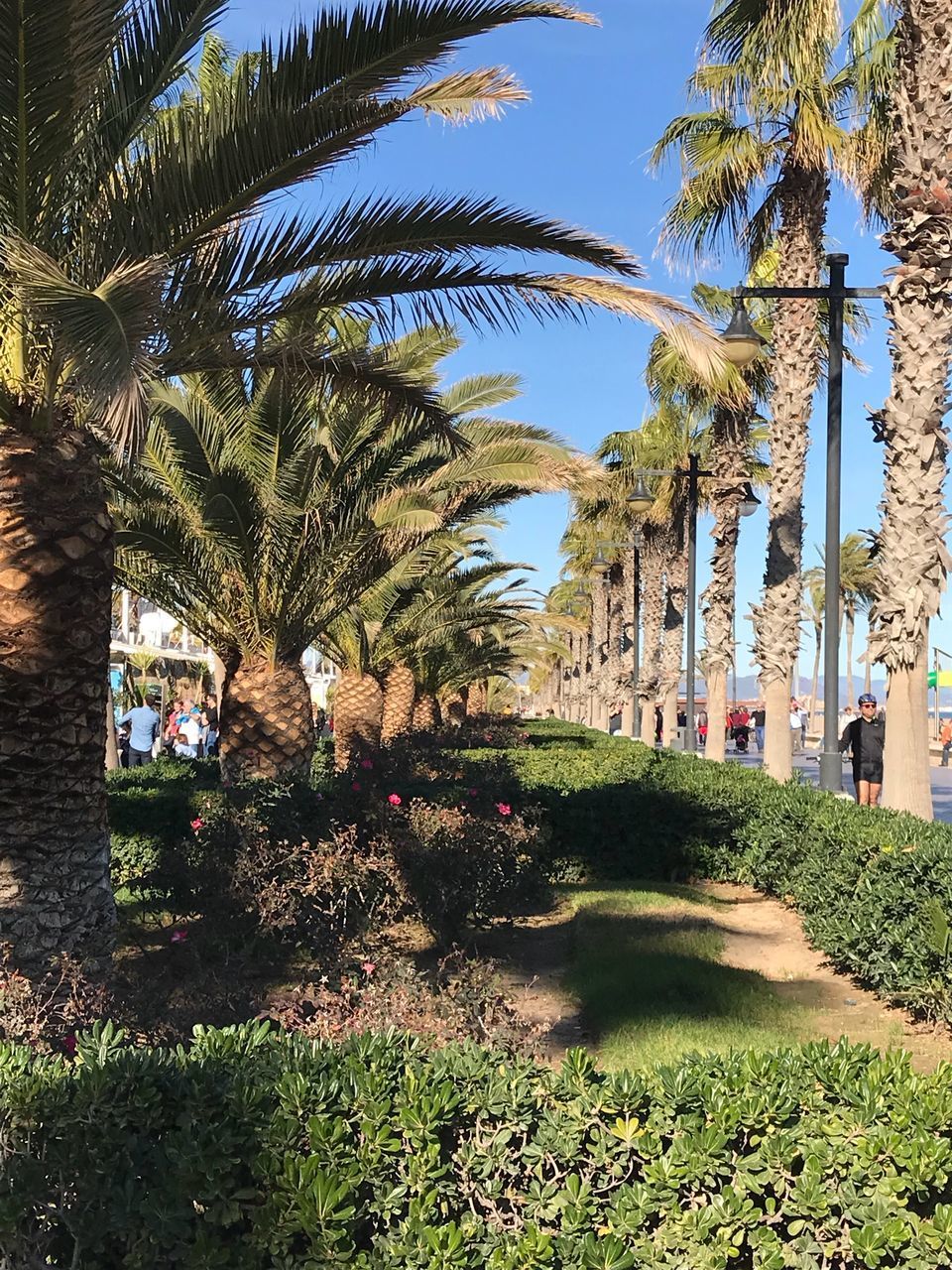 PALM TREES ALONG PLANTS