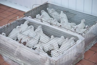 High angle view of doves in cages on footpath