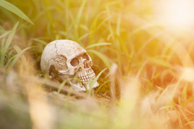 Close-up of human skull on grass field