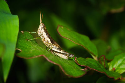 Close-up of insect on leaf