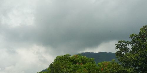 Low angle view of trees against sky