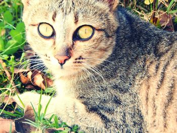 Close-up portrait of cat