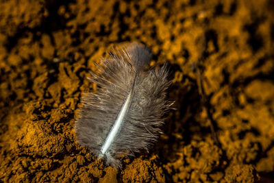 High angle view of feather on flower