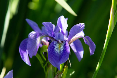 Close-up of purple iris flower