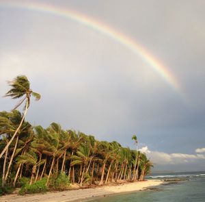 Palm trees on beach