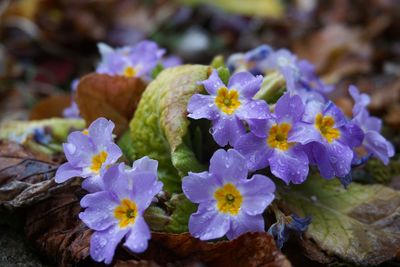 Close-up of purple flowering plant