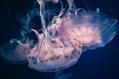 Close-up of jellyfish swimming in sea