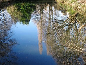 Reflection of trees in lake