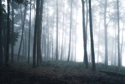 Trees in forest