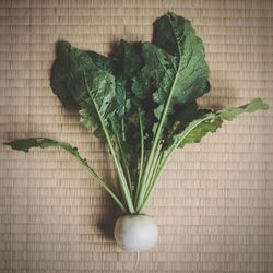 High angle view of green leaf on table