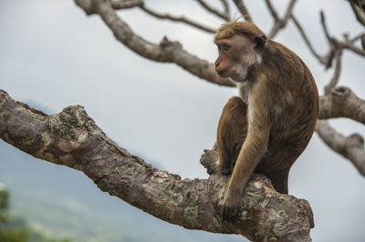 Low angle view of monkey sitting on tree