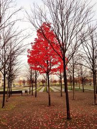 Bare trees in park