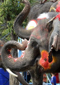 Close-up of decorated elephant