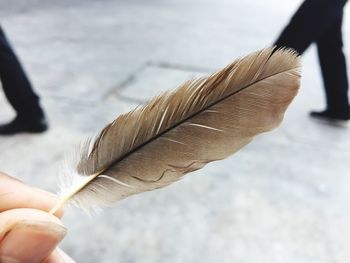 Close-up of hand holding feather