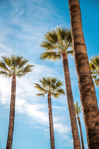 Palm trees against sky